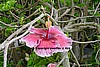 Hibiscus Among the Vines